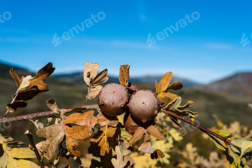 Preview: Autumnal background. Oak leaves and fruits in autumn