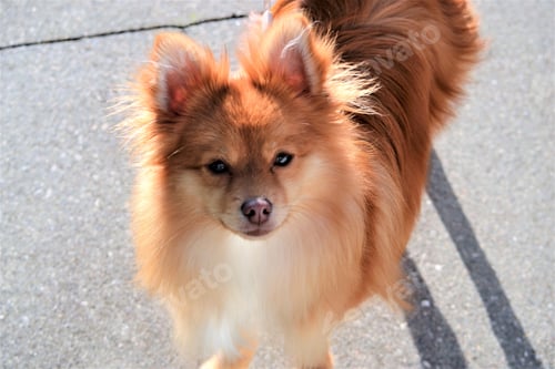 Preview: Adorable Pomeranian dog
