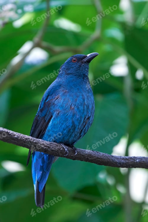 Preview: Asian fairy-bluebird (Irena puella)