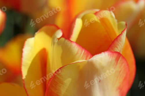 Preview: Tulip Garden