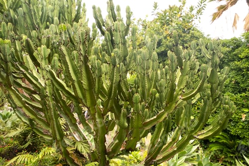 Preview: Cacti on the slopes of rocks on the island of Tenerife.Large cacti in the mountains.Canary Islands