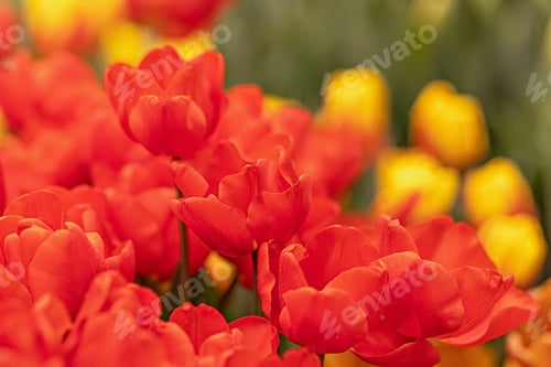 Preview: Red and yellow tulips in the garden