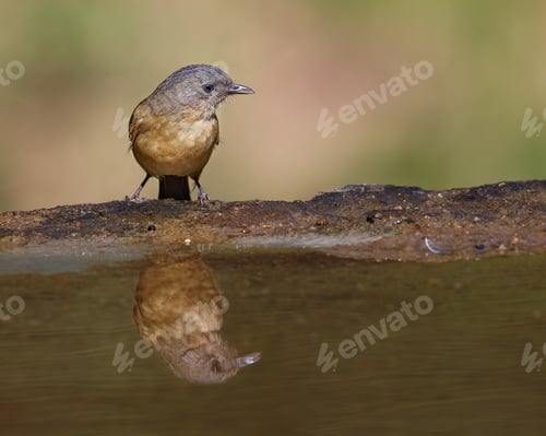 Preview: Reflection in the water