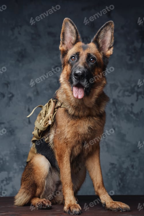 Preview: German shepherd tourist with backpack against dark background