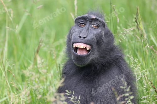 Preview: The Celebes crested macaque (Macaca nigra)
