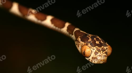 Preview: Blunthead Tree Snake, Napo River Basin, Amazonia, Ecuador