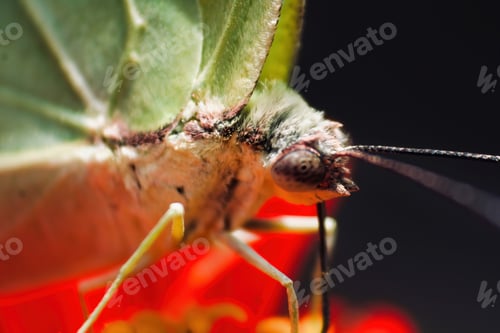 Preview: Butterflies and moths gracefully pollinate flowers