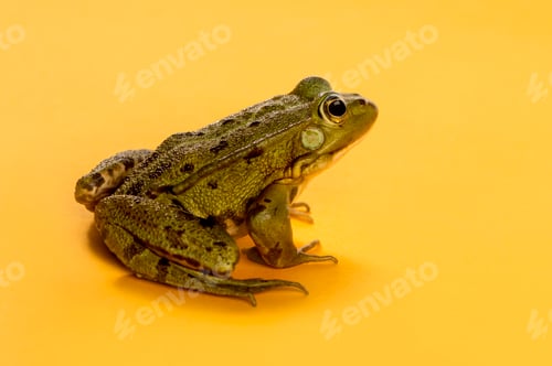 Preview: Common Water Frog in front of an orange background