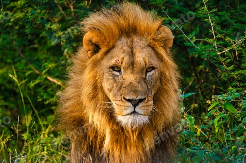 Preview: African Lions during safari game drive in Kruger National park South Africa