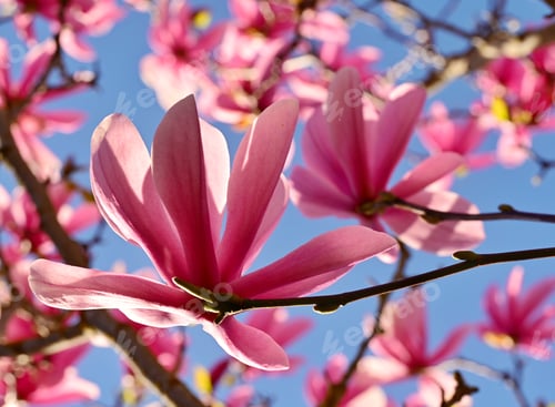 Preview: Spring blossoms in Victoria, BC, Canada