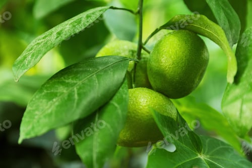 Preview: Unripe lemons growing on tree outdoors, closeup