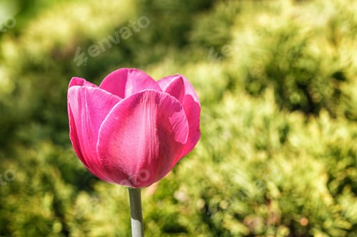 Preview: Beautiful rose tulip flowers with green blurred background.