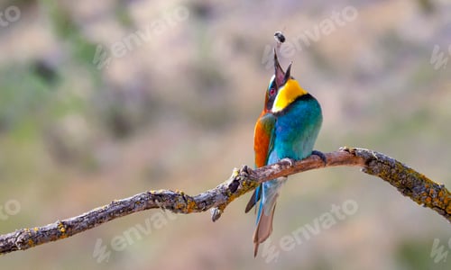 Preview: Bee-eater, Spain