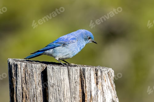 Preview: Sideview of a bluebird on a post.