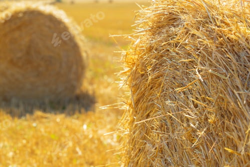 Preview: Golden hay bales in countryside