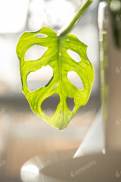 Preview: Monstera leaves in the rays of sunlight