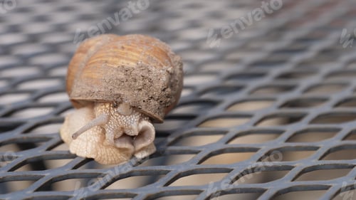Preview: Slug on the metal table