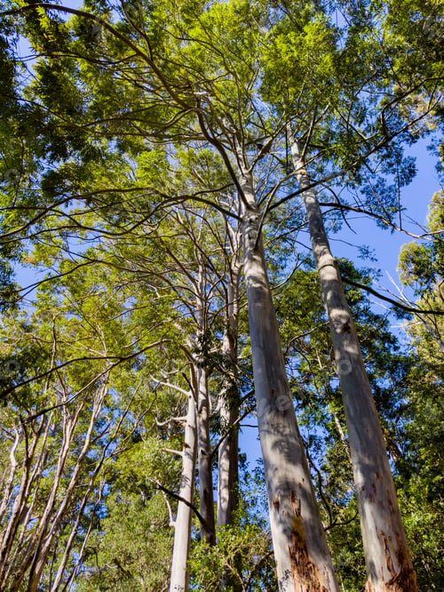 Preview: Tall eucalyptus trees with green foliage and clear blue sky in a forest setting
