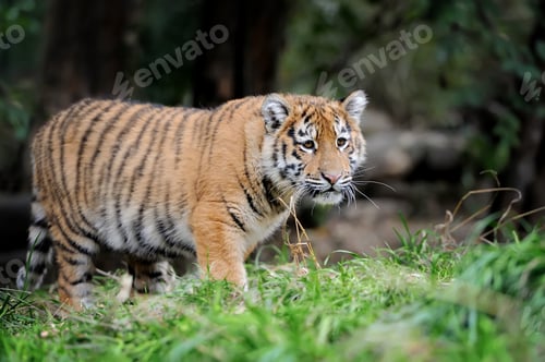 Preview: Tiger cub in grass