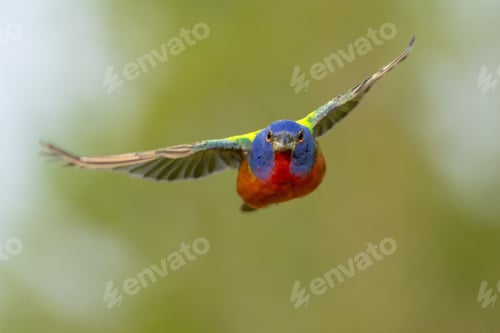 Preview: Vibrant painted bunting (Passerina ciris) bird flying