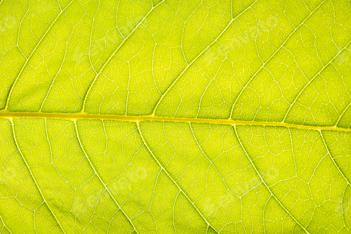 Preview: Background image of a large green tree leaf.