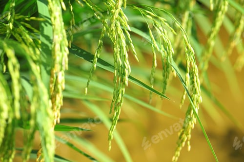 Preview: Paddy rice plant