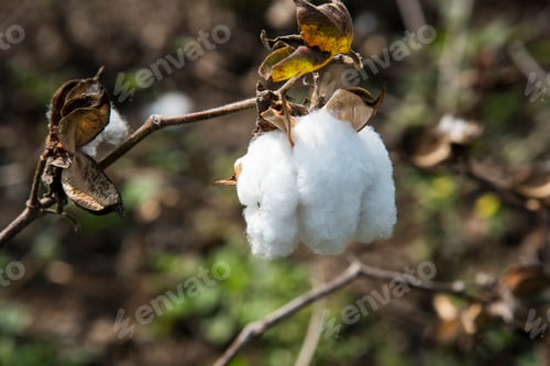 Preview: Closed up cotton blossom ready for harvesting,cotton tree