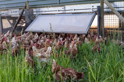 Preview: Chickens clucking in green grass near a coop with a solar panel on the roof at a farm.