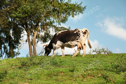 Preview: Spotted cow grazing on green pasture in summer