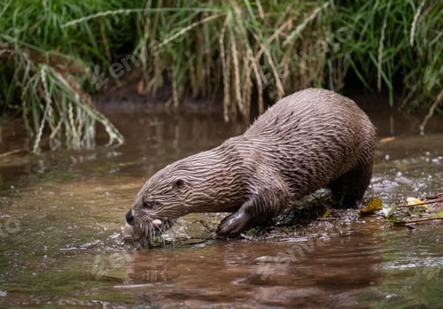 Preview: North American river otter carrying fish in its mouth