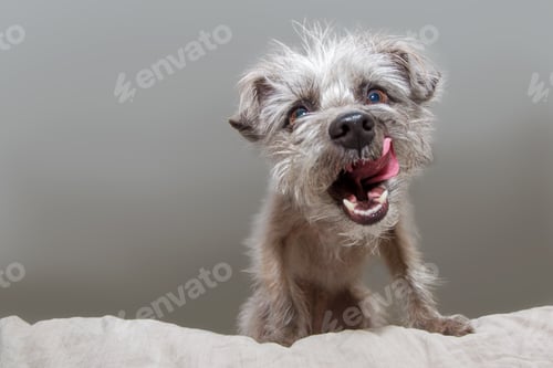 Preview: Funny Hungry Dog Looking Down Licking Lips