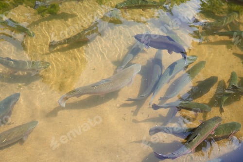 Preview: trout fish in an artificial pond in a farm. Breeding of trout for food industry.