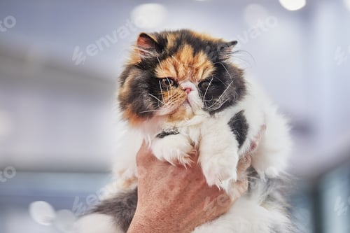 Preview: Tricolor Persian cat in the hands of the owner