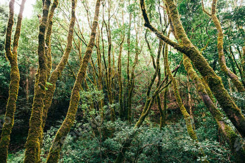 Preview: Laurel forest landscape