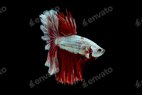 Preview: Colorful with main color of metallic white and red betta fish, Siamese fighting fish
