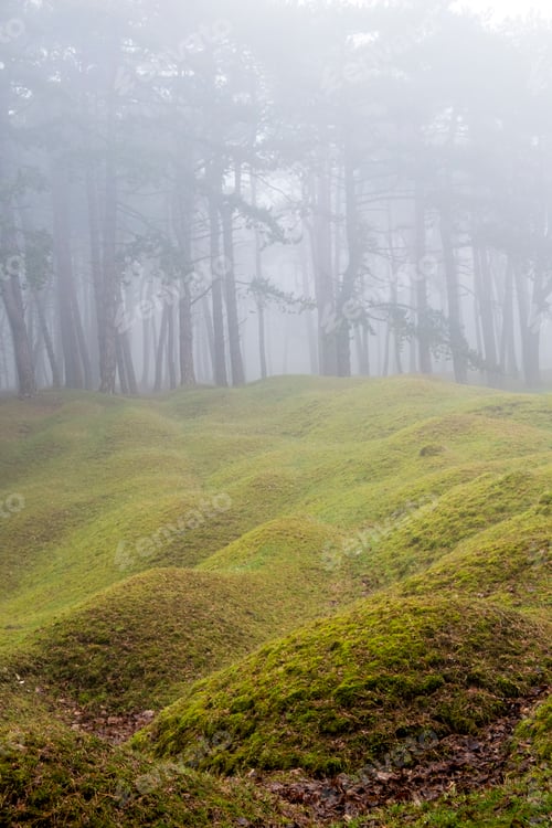 Preview: Misty woodland with grass mounds and trees in the background.