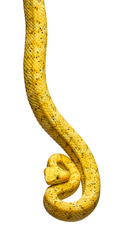Preview: Bothriechis schlegelii, the eyelash viper, is a venomous pit viper against white background