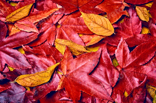 Preview: background of autumn leaves. Autumn background