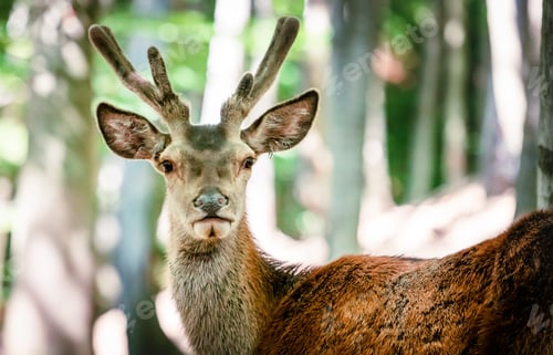 Preview: Wild deer in the forest