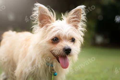 Visualização: Happy Puppy