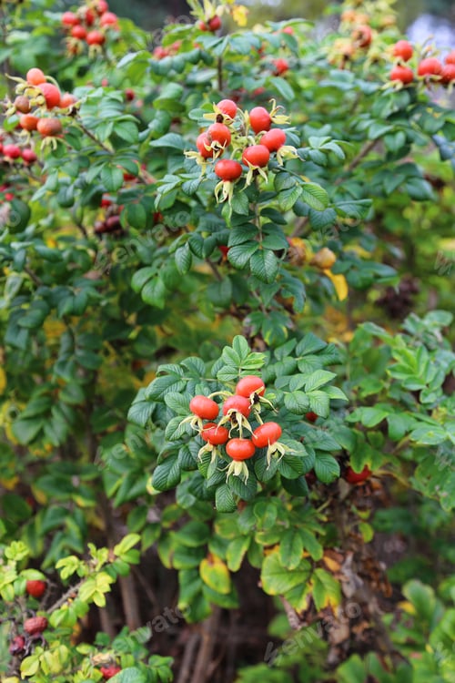 Preview: Branches with dog rose fruits