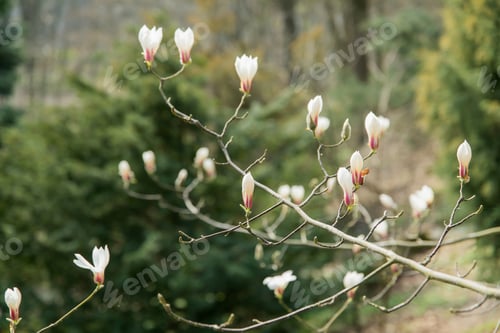 Preview: Magnolia tree with white flowers in the spring