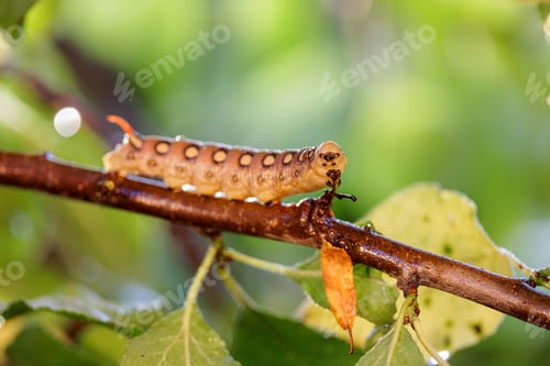 Preview: Caterpillar Bedstraw Hawk Moth crawls on a branch during the rain.