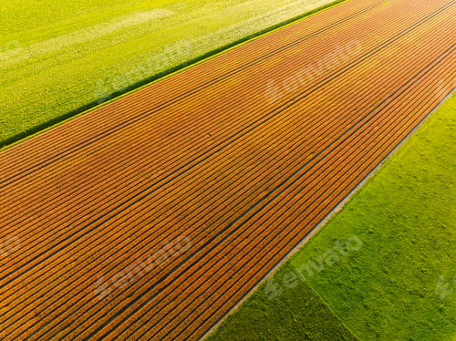 Preview: An aerial view of a field of tulips. Rows in the field. Agriculture and cultivation of flowers. Neth