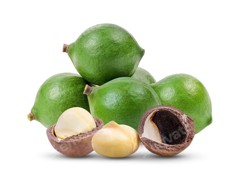 Preview: macadamia nuts isolated on white background. full depth of field