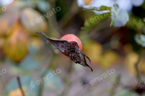 Preview: Top of a Rose Hip