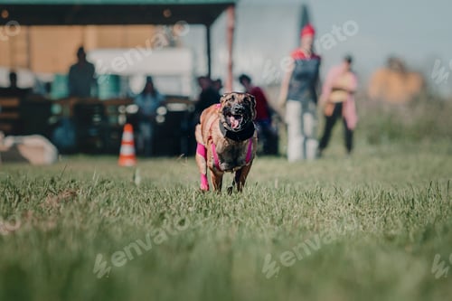 Preview: Working dog. Dog training. Police, guard dog. Dog outdoor