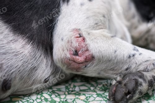 Preview: Close-up skin dog scabies disease