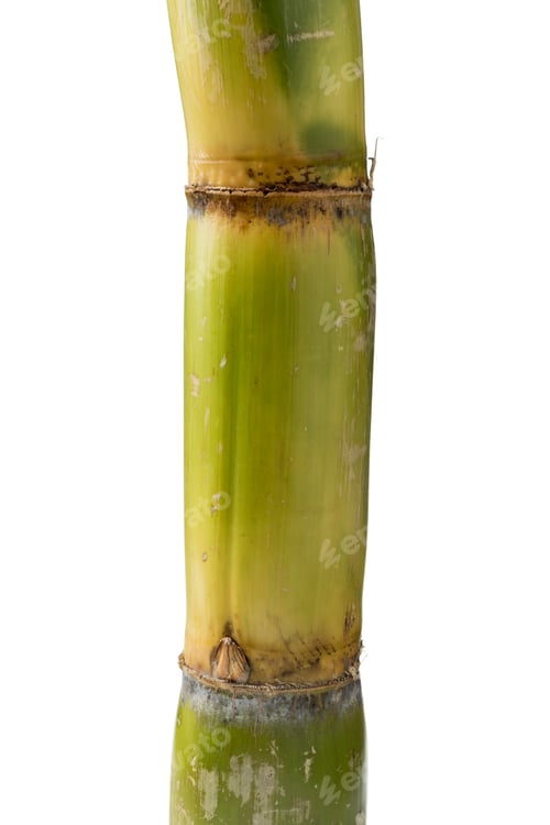 Preview: Piece of fresh sugar cane