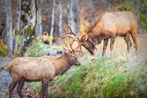 Preview: Two elk sparring in the Smoky Mountains